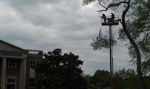 Students, alumni bid farewell to the trees in Bison Square; trees Tweet their pain