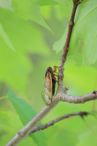 13: The Cicadas’ lucky number